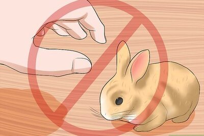 How to Hold Your Mini Lops