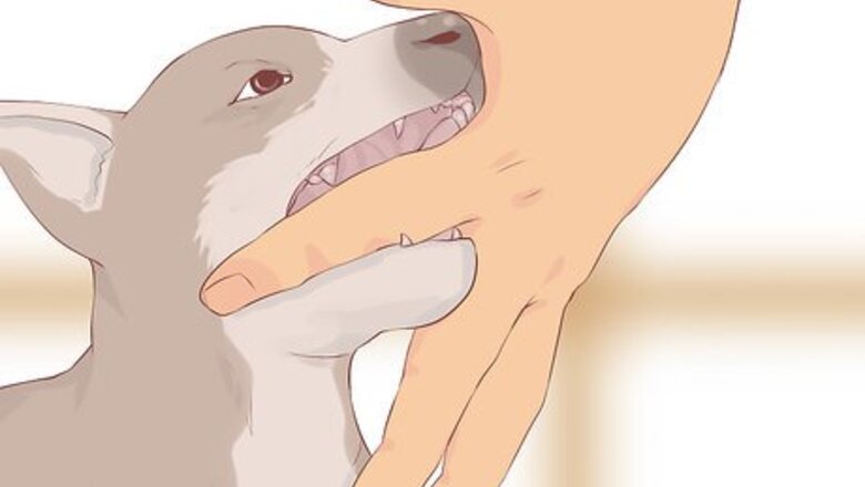 How to Handle a Biting Dog