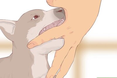 How to Handle a Biting Dog