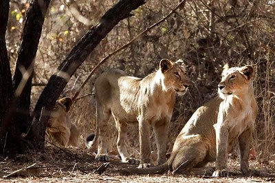 Gujarat's grip on rare lions may be too tight