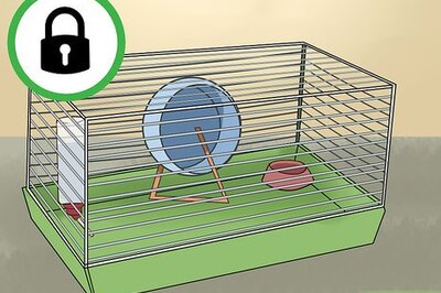 How to Keep a Hamster and a Cat