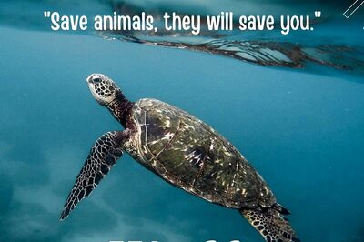 World Turtle Day 2023: History, Significance, Celebration and Quotes, Messages to Share