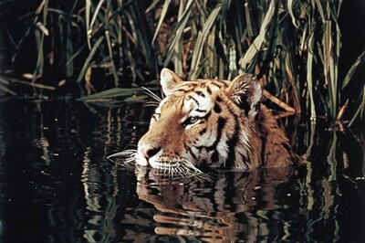 On International Tiger Day, Hope Floats for the Beautiful Beast