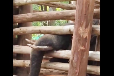 Kerala: Forest Department Captures Rogue Elephant in Palakkad, Names Him 'Dhoni' | WATCH