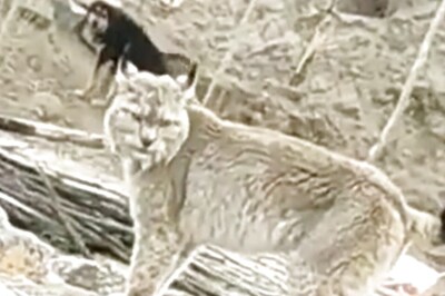 10/10 If You Can Guess The Rare Animal In This Video