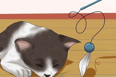 How to Calm Down a Kitten