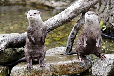'Find Ways to Co-exist': As Cute Otters 'Daringly' Populate Locked Down Singapore, a Debate Ensues