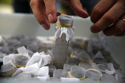 More Than 200 People Test Positive for Dengue in Jammu and Kashmir