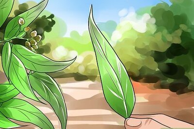 How to Make Eucalyptus Oil