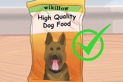 How to Holistically Care for a Dog