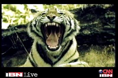 SC verdict on tiger tourism likely today