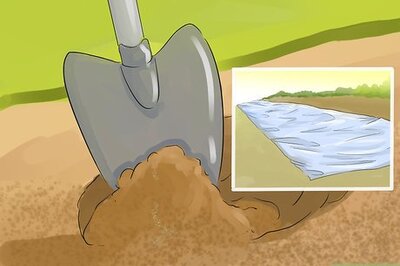 How to Harvest Heartsease