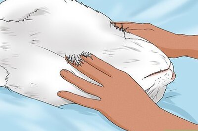 How to Give Your Cat a Massage