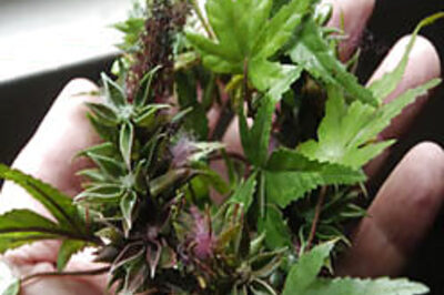 Mother rewards son with marijuana