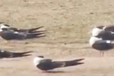 Rare Video Of Endangered Seabird on Banks of Mahanadi Has Left Internet in Awe