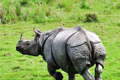World Rhino Day: From 366 to Over 2,500, Slow But Steady Growth of the Beast at Kaziranga in Last 5 Decades
