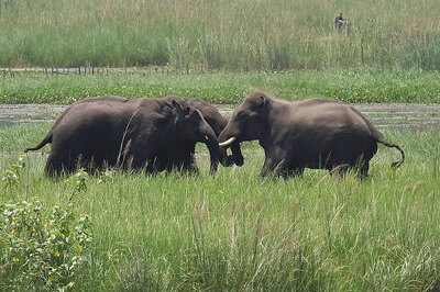 Capturing Elephants From Wild Hampers Their Reproduction, Says Study