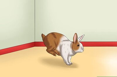 How to Entertain Your Rabbit