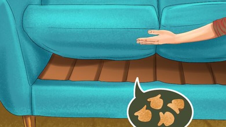 How to Hide Treats for Your Cat