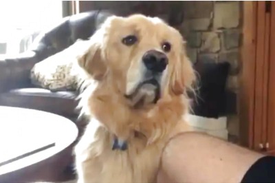 Taken Away for Alleged Cruelty, Delhi Court Hands Over Dogs to Their Owner