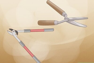 How to Prune White Pine Trees