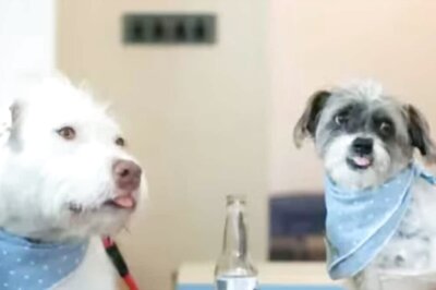 New York's First Dog Café Closed Permanently Despite Rs 2 Crore Funding From Locals