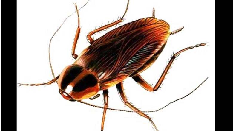 300 million-year-old 'ancestor of the cockroaches' recreated