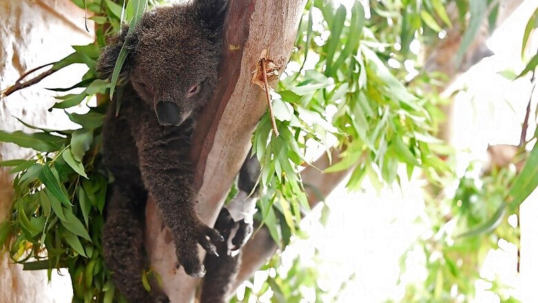 Makeshift Koala Hospital Scrambles to Save Dozens Injured in Australia Bushfires