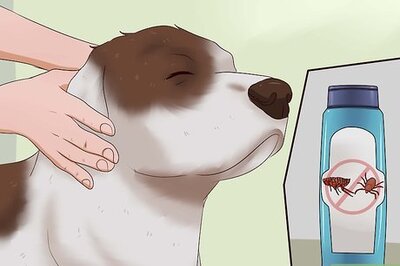 How to Kill Fleas on Dogs