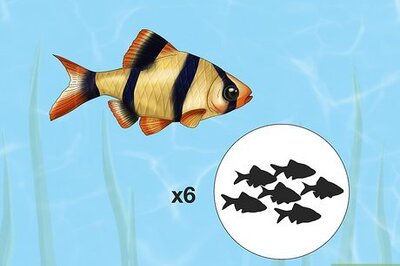 Tiger Barbs 101: Water Temperature, Feeding & More