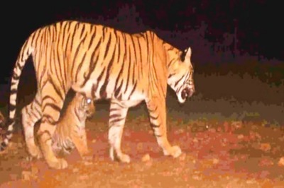 At Rajasthan's Ranthambore Tiger Reserve, Tigress T-105 Spotted With 3 Cubs