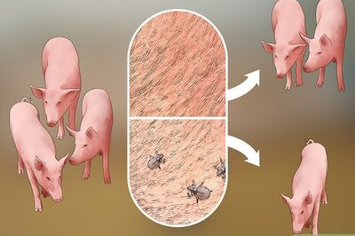 How to Prevent Lice and Mites Infesting Your Pigs