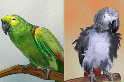 How to Select a Pet Parrot