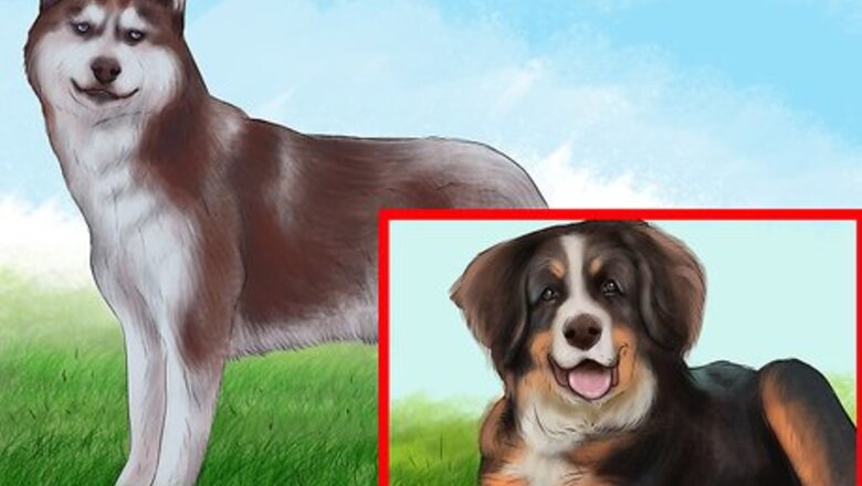 How to Live with a High Energy Dog
