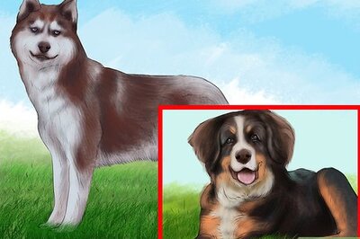 How to Live with a High Energy Dog