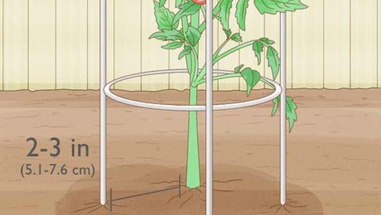 How to Stake a Plant