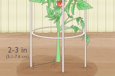 How to Stake a Plant