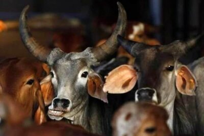 Anti-cow Slaughter Bill to Be Introduced in Winter Session: Karnataka Minister Prabhu Chavan