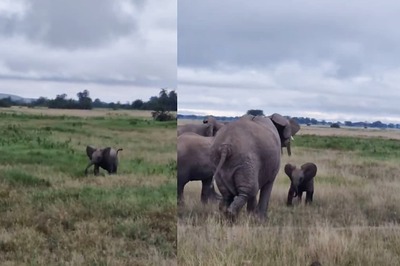 Video Of Baby Elephant Looking For His Mother Is Too Cute To Miss