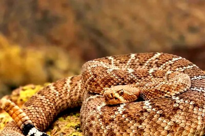 Green Anaconda To Eyelash Viper, 5 Snakes Who Don't Lay Eggs But Give Birth