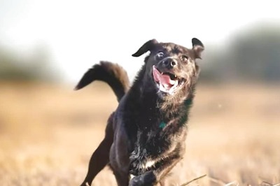 Uptick In Pet Dog Attacks In Cities? Take A Look At Recent Cases Of Canine Ferocity