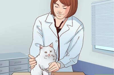 How to Make Raw Cat Food
