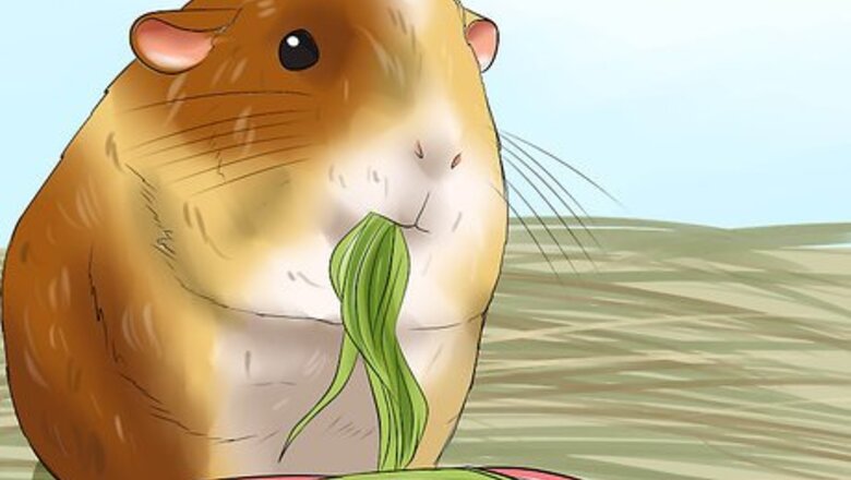 How to Prevent Malocclusion in Guinea Pigs