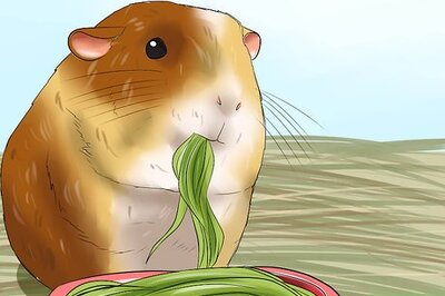 How to Prevent Malocclusion in Guinea Pigs