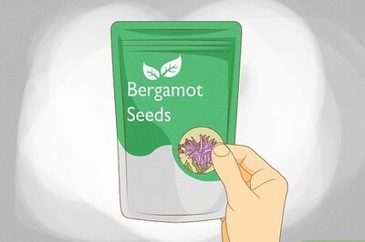 How to Grow Bergamot