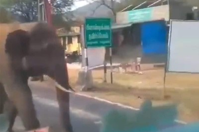 Driver Stops His Bus To Let Elephant Cross A Road, Internet Says 'Haathi Mera Saathi'