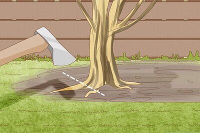 How to Kill Trumpet Vine