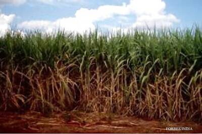 Another Karnataka sugarcane farmer attempts suicide