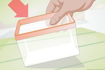 How to Clean a Hermit Crab