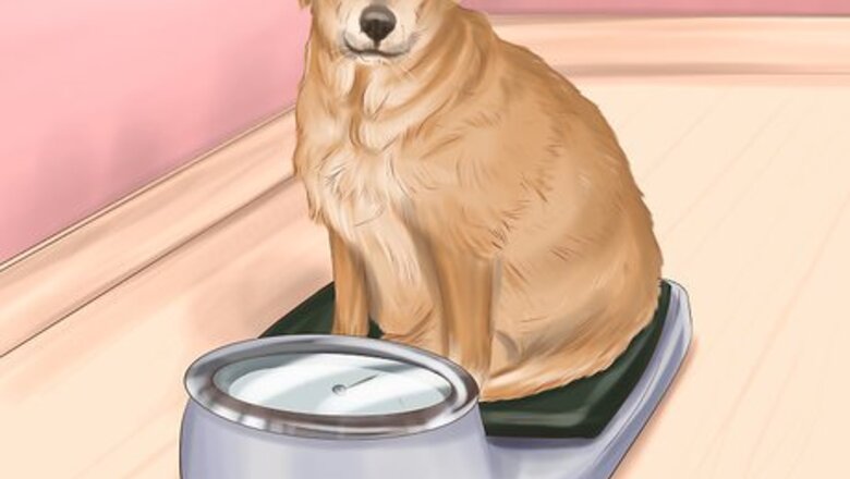 How to Keep Your Dog or Cat at Its Correct Weight